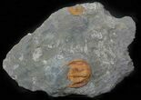 Orange Declivolithus Trilobite - Mecissi, Morocco #62715-1